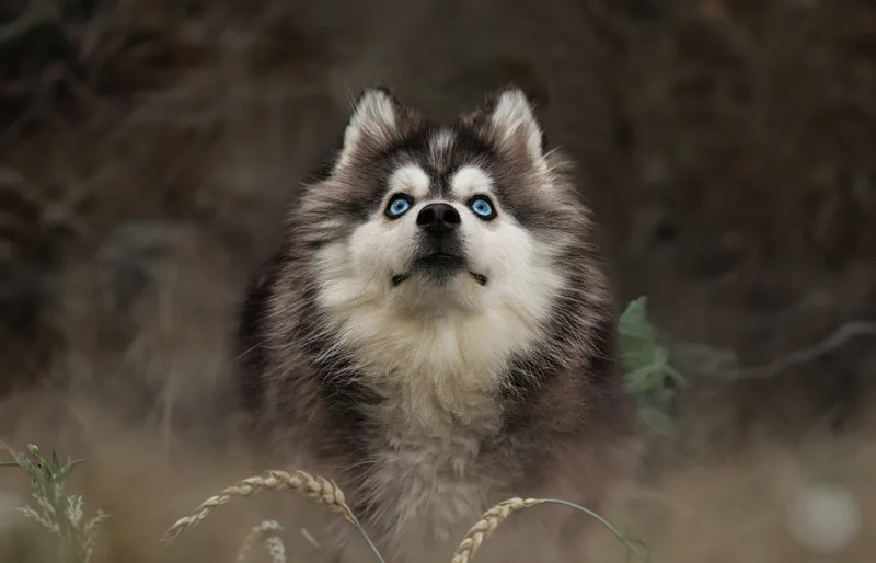 Portrait d’un petit chien à la fourrure grise et blanche