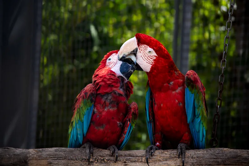Deux perroquets rouges côte à côte sur une branche