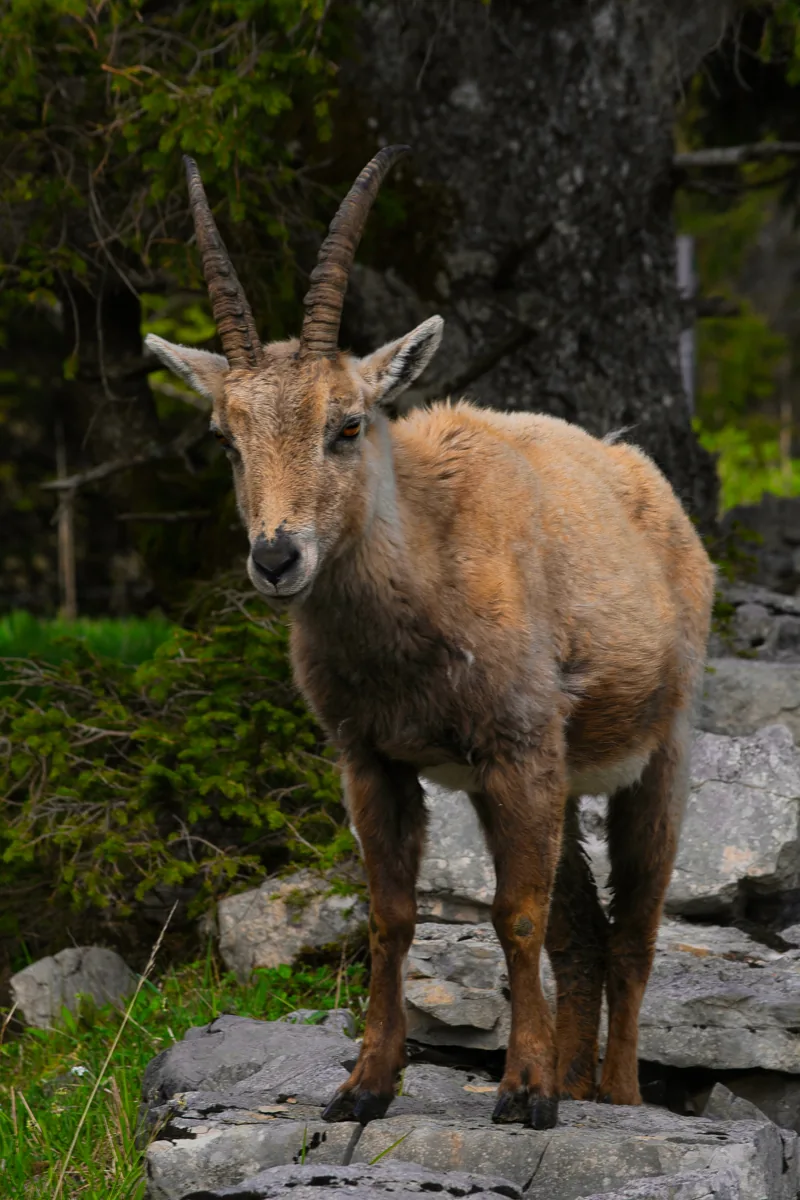 Photographie animalière sur un terrain rocheux
